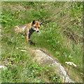 TA0589 : Watchful fox by Pauline E