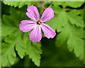 J4582 : Cranesbill, Helen's Bay by Albert Bridge