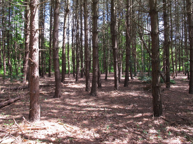 Conifers in Walk Farm Wood, Martlesham