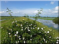 TL4583 : Rose bush on the river Bank - The Ouse Washes by Richard Humphrey