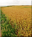 TA2569 : Wheat Field, Headland Way, Flamborough Head by Scott Robinson