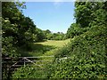 SX9267 : Meadow by the John Musgrave Heritage Trail by Derek Harper