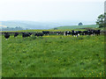 NT0901 : Cattle in buttercup meadow, Annandale by Oliver Dixon