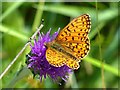 ST1699 : Small Pearl-bordered Fritillary, Aberbargoed Grasslands by Robin Drayton