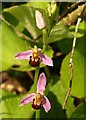 SX9066 : Bee Orchid, Nightingale Park by Derek Harper