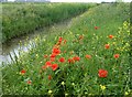 TL4786 : Poppies and rapeseed in a fen ditch by Richard Humphrey