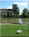 SP7408 : Haddenham - Duck and Church by Rob Farrow