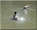 SP7408 : Ducks going bonkers in Haddenham by Rob Farrow