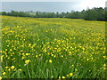 SK2147 : A field of golden buttercups by Graham Hogg