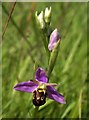 SX9066 : Bee orchid, Nightingale Park by Derek Harper