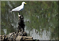 J3675 : Gull, Victoria Park, Belfast - June 2014(2) by Albert Bridge