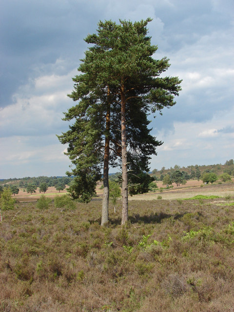 Pine trees, Hankley Common