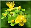 J4681 : Tutsan flowers and berries, Crawfordsburn (June 2014) by Albert Bridge