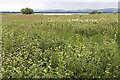 NO1503 : Water meadow by Loch Leven by William Starkey