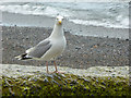 SN5882 : Beach with Herring Gull, Aberystwyth, Ceredigion by Christine Matthews