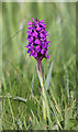 NJ2270 : A purple orchid at Lossiemouth by Walter Baxter