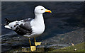 J3474 : Lesser black-backed gull, Donegall Quay, Belfast - June 2014(1) by Albert Bridge