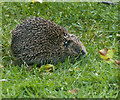 SD5300 : Our new resident hedgehog is still a little camera shy by Ian Greig