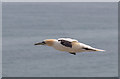 TA2073 : Gannet, Bempton Cliffs, Yorkshire by Christine Matthews