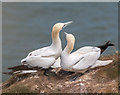 TA2073 : Gannets, Bempton Cliffs, Yorkshire by Christine Matthews