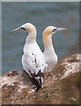 TA2073 : Gannets, Bempton Cliffs, Yorkshire by Christine Matthews