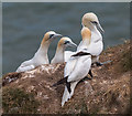 TA2073 : Gannets, Bempton Cliffs, Yorkshire by Christine Matthews