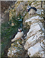 TA2372 : Puffins (Fratercula arctica), North Landing, Yorkshire by Christine Matthews