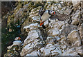 TA2372 : Puffins (Fratercula arctica), North Landing, Yorkshire by Christine Matthews