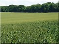 SU6229 : Wheatfield east of Old Park Road by Christine Johnstone