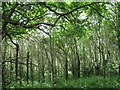 SX9684 : Woodland on Powderham estate by Stephen Craven