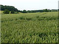 SU5423 : Tractor tracks in a wheatfield by Christine Johnstone