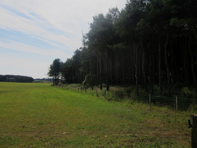 The northern edge of Clare's Wood