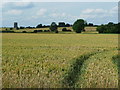 TL1434 : View across a cornfield, Stondon by Humphrey Bolton