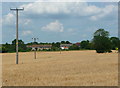 TL1534 : Electricity poles across a cornfield, Lower Stondon by Humphrey Bolton