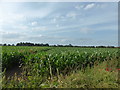 SK7727 : Footpath through Maize crop by Bob Harvey