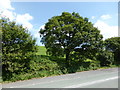 SJ9460 : Roadside trees by Bob Harvey