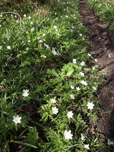 Wood anemones, Monarch's Way