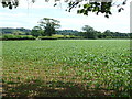 SY4398 : Maize Field near Monkwood by Nigel Mykura