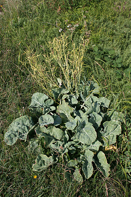 Wild Cabbage (Brassica oleracea)