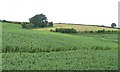 ST0441 : Bean field on the edge of Lower Washford by Christine Johnstone