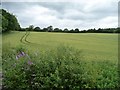 ST1136 : Wheatfield east of Water Hill by Christine Johnstone