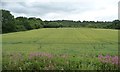 ST1136 : Wheatfield south-west of Fatty Copse by Christine Johnstone