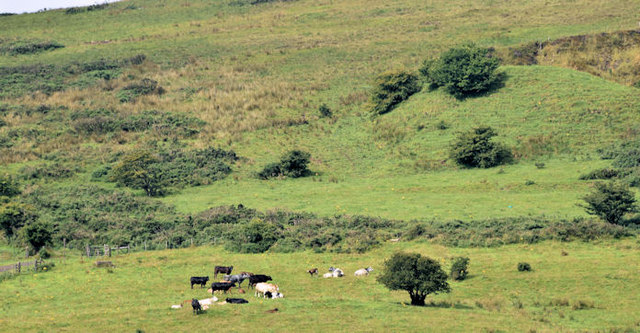 Cattle, Squire's Hill, Belfast (August 2014)