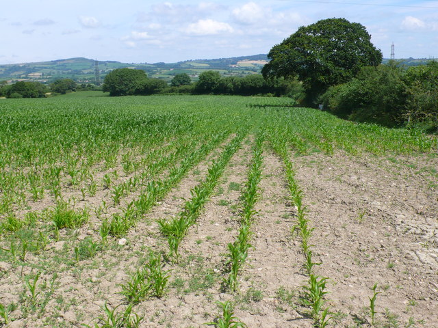 Maize Field at Purcombe Farm