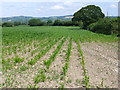 SY4196 : Maize Field at Purcombe Farm by Nigel Mykura