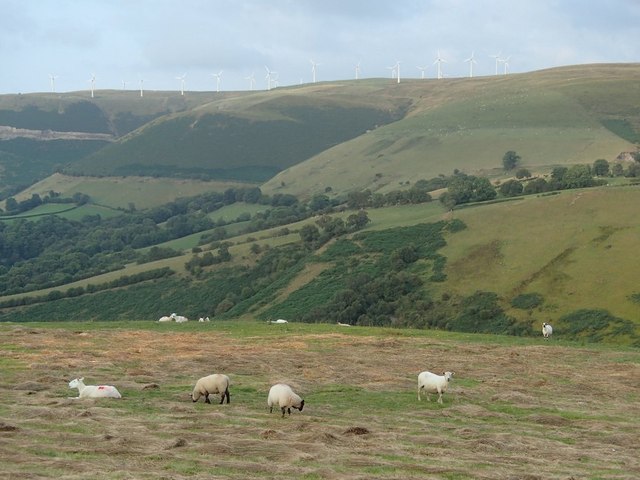 Grazing above the Nant Feinion valley