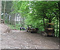 SO3566 : Into the shade at Birchen Coppice - Lingen, Herefordshire by Martin Richard Phelan