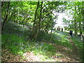 SO3566 : Bluebells in Down's Wood - Lingen, Herefordshire by Martin Richard Phelan