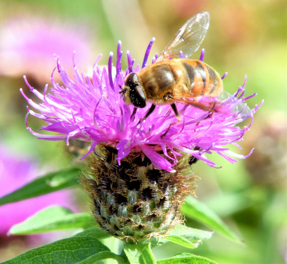 Hoverfly, Dundonald (August 2014)