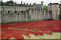 TQ3380 : Tower poppies by Ian Capper